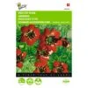 Adonisroosje - Adonis Aestivalis -Gardena Winkel adonisroosje adonis aestivalis 1646840323 283 600
