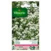 Alyssum Zilverkorfje - Lobularia Maritima -Gardena Winkel alyssum zilverkorfje lobularia maritima 1646839532 145 600
