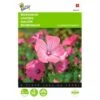 Bekermalva - Lavatera Trimestris -Gardena Winkel bekermalva lavatera trimestris 1646840329 395 600