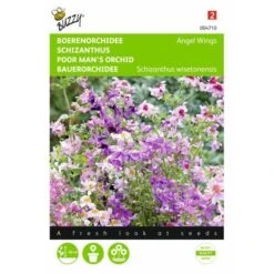 Boerenorchidee Angel Wings - Schizanthus Sinuata Wisetonensis