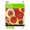 Bonte Ganzebloem Mix - Chrysanthemum Carinatum -Gardena Winkel bonte ganzebloem mix chrysanthemum carinatum 1646840326 323 600