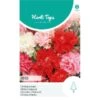 Chabaud Anjer Mix - Dianthus Caryophyllus -Gardena Winkel chabaud anjer mix dianthus caryophyllus 1646840361 1078 600
