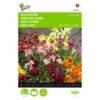 Cheiranthus Cheiri (muurbloemen Gemengd) -Gardena Winkel cheiranthus cheiri muurbloemen gemengd 1646840334 499 600