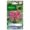 Cleome Kattensnor Roze -Gardena Winkel cleome kattensnor roze 1646839547 241 600
