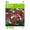 Dianthus Barbatus (laag Enkelbloemig) -Gardena Winkel dianthus barbatus laag enkelbloemig 1646840334 505 600