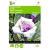 Doornappel - Datura Metel -Gardena Winkel doornappel datura metel 1646840345 706 600