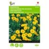 Gele Ganzebloem - Chrysanthemum Segetum -Gardena Winkel gele ganzebloem chrysanthemum segetum 1646840326 325 600