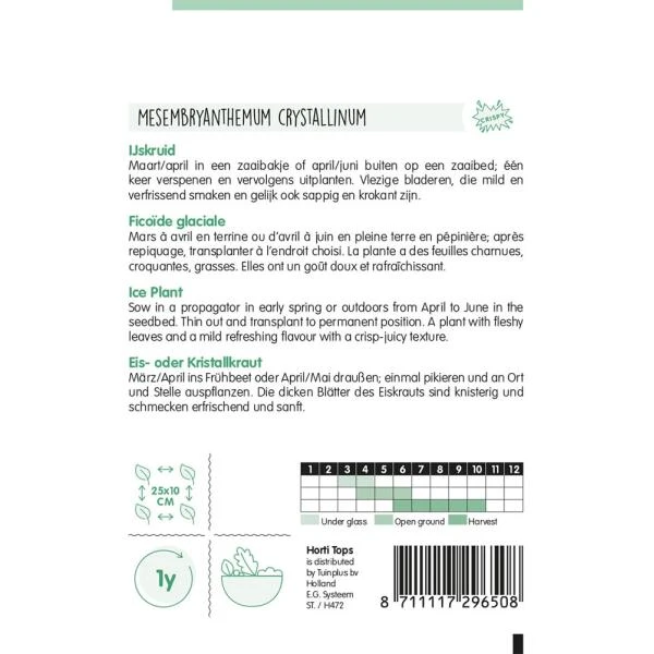 Ijskruid - Mesembryanthemum Crystallinum 4 Ijskruid - Mesembryanthemum Crystallinum - Afbeelding 2