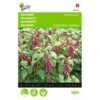 Kattenstaartamarant - Amaranthus Caudatus -Gardena Winkel kattenstaartamarant amaranthus caudatus 1646840324 291 600