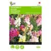 Leeuwenbekje - Antirrhinum Majus Nanum 2 Leeuwenbekje - Antirrhinum Majus Nanum -Gardena Winkel leeuwenbekje antirrhinum majus nanum 1646840324 295 600
