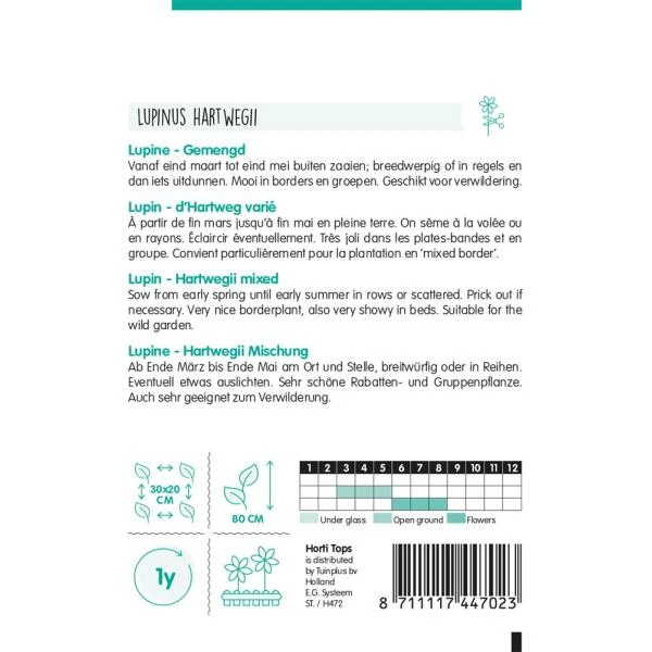 Lupine éénjarig Mix - Lupinus Hartwegi 4 Lupine éénjarig Mix - Lupinus Hartwegi - Afbeelding 2