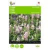 Lupine Pixie Delight - Lupinus Nanus -Gardena Winkel lupine pixie delight lupinus nanus 1646840329 407 600