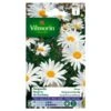 Margriet Margo - Chrysanthemum Leucanthemum