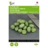 Muismeloen, Cucamelon - Melothria Scabra 1 Muismeloen, Cucamelon - Melothria Scabra -Gardena Winkel muismeloen cucamelon melothria scabra 1646840382 1514 600