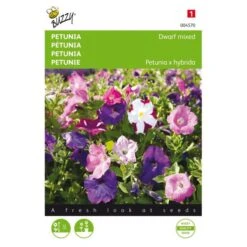 Petunia - Petunia Nana Compacta