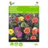 Portulaca Grandiflora (dubbelbloemig Gemengd) 2 Portulaca Grandiflora (dubbelbloemig Gemengd) -Gardena Winkel portulaca grandiflora dubbelbloemig gemengd 1646840330 425 600