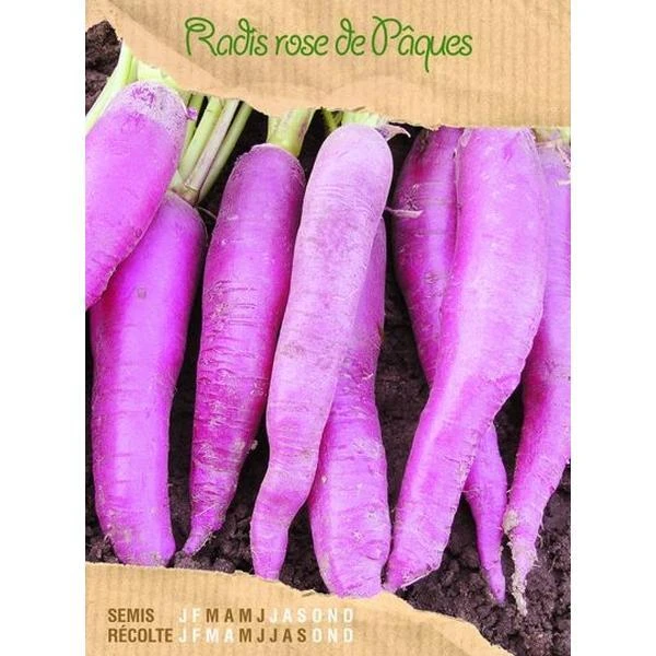 Radis Rose De Paques 3 3 Radis Rose De Paques 3