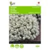 Sneeuwtapijt - Alyssum Marit. Procumbens -Gardena Winkel sneeuwtapijt alyssum marit procumbens 1646840324 289 600