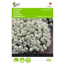 Sneeuwtapijt - Alyssum Marit. Procumbens