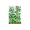 Stevia Rebaudiana - Suikerplantje (special) -Gardena Winkel stevia suikerplantje 1484054515 1 600