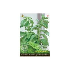 Stevia Rebaudiana - Suikerplantje (special)