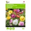 Strobloem - Helichrysum Bracteatum -Gardena Winkel strobloem helichrysum bracteatum 1646840328 371 600