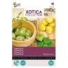 Tomatillo - Aardkers (Exoot) Physalis Ixocarpa -Gardena Winkel tomatillo aardkers exoot physalis ixocarpa 1646840337 565 600