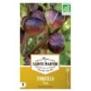 Tomatillo Violet - Physalis Ixocarpa -Gardena Winkel tomatillo violet 1484067107 1 600