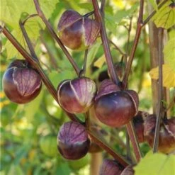 Tomatillo Violet - Physalis Ixocarpa 5 Tomatillo Violet - Physalis Ixocarpa -Gardena Winkel tomatillo violet 1484067107 2 600