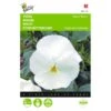 Viola Wittrockiana Mont Blanc -Gardena Winkel viola wittrockiana mont blanc 1646840335 523 600
