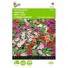 Vlijtig Liesje Nana Baby - Impatiens Walleriana -Gardena Winkel vlijtig liesje nana baby impatiens walleriana 1646840328 375 600