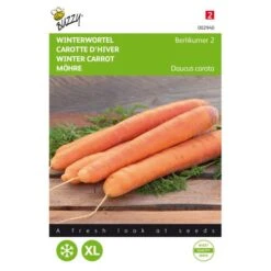 Wortelen Berlikumer 2 - Daucus Carota