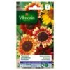 Zonnebloem Herfstschone - Helianthus Annuus -Gardena Winkel zonnebloem herfstschone helianthus annuus 1646839549 249 600