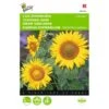 Zonnebloem Sunspot - Helianthus Annuus 1 Zonnebloem Sunspot - Helianthus Annuus -Gardena Winkel zonnebloem sunspot helianthus annuus 1646840327 363 600